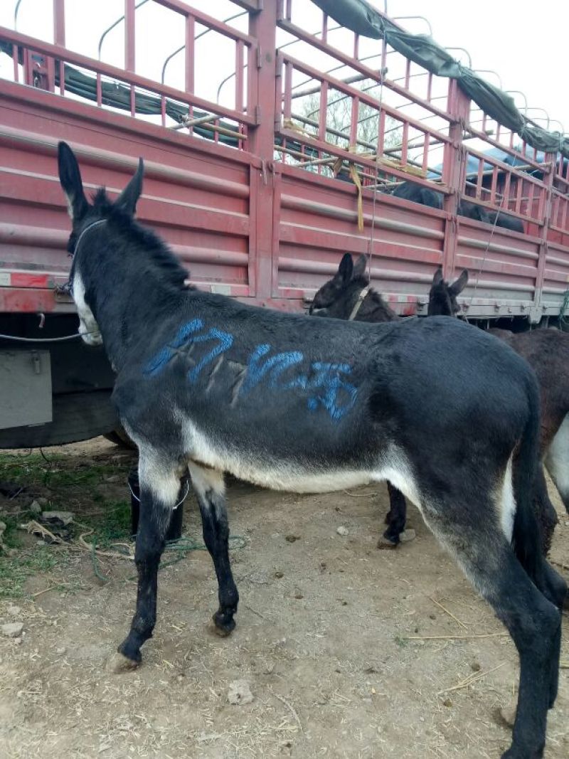 肉驴400~500斤，精品肉驴德州改良肉驴