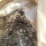 药用菊花散装