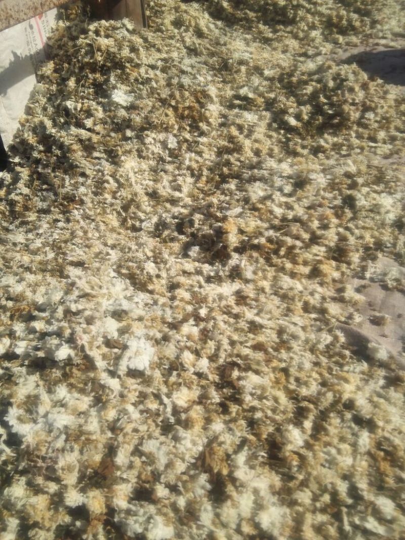 药用菊花散装