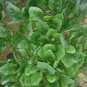 大叶菠菜15~20厘米