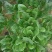大叶菠菜15~20厘米