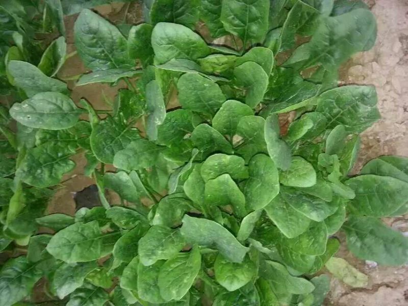 大叶菠菜15~20厘米