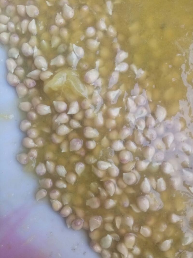 香橙果果