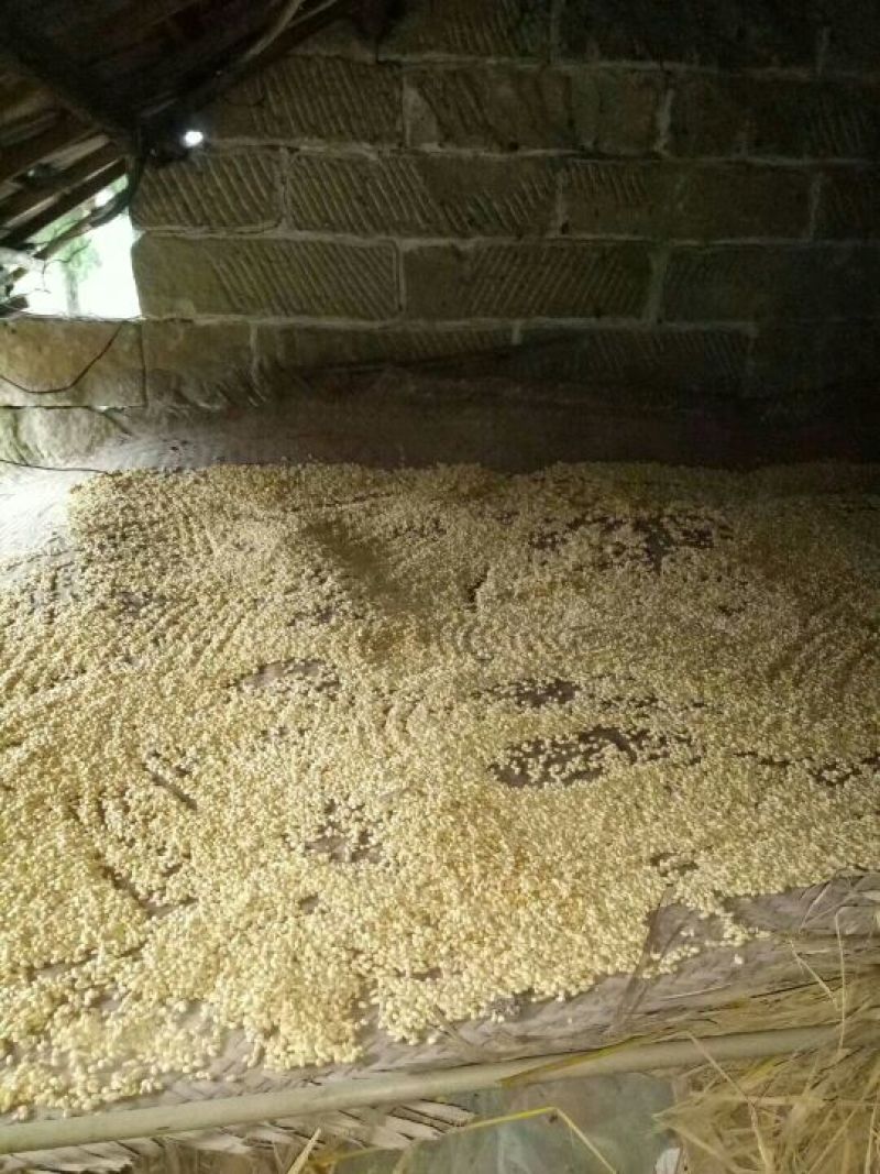 香橙果果