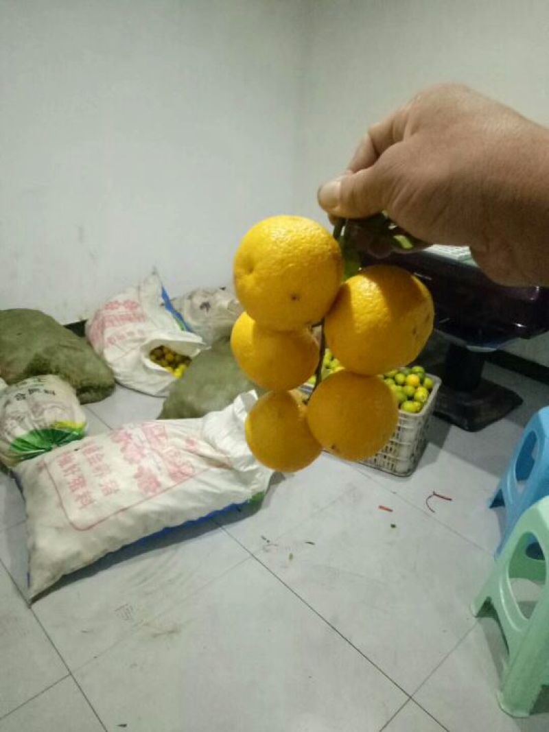 香橙果果