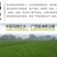 荸荠荔浦马蹄60斤起批产地直供一手货源