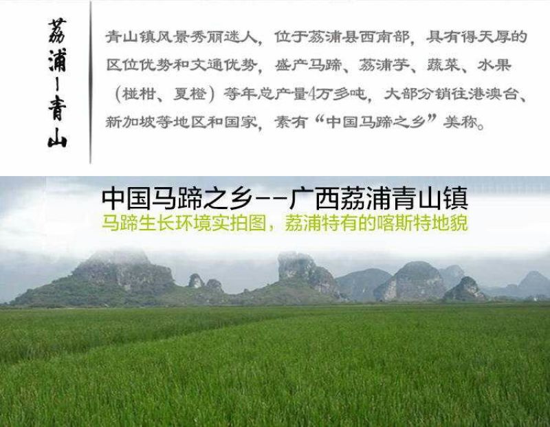 荸荠荔浦马蹄60斤起批产地直供一手货源