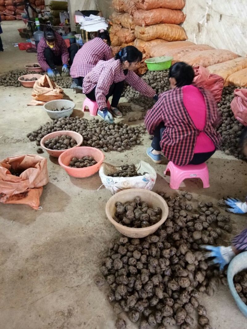荸荠荔浦马蹄60斤起批产地直供一手货源