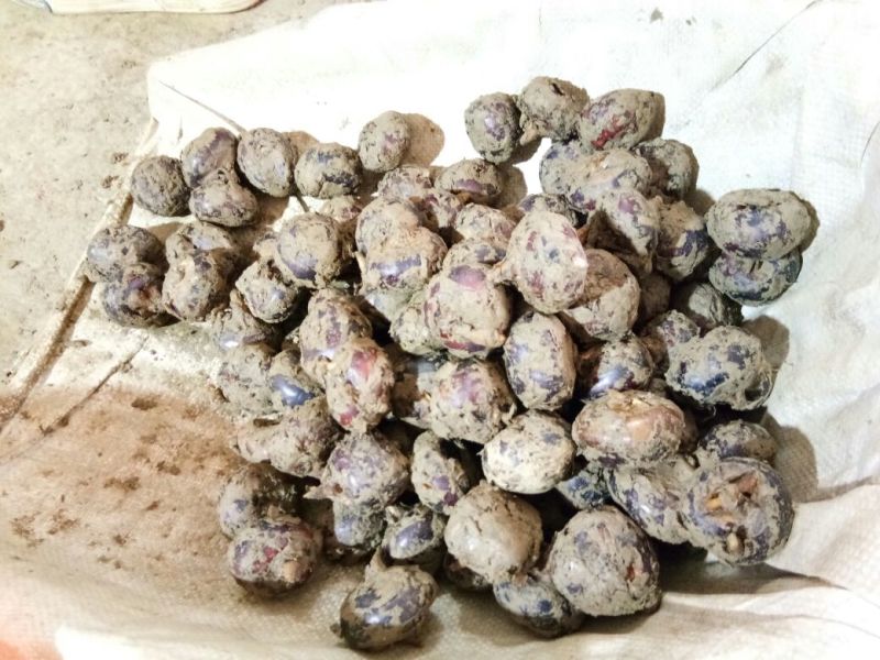 荸荠荔浦马蹄60斤起批产地直供一手货源