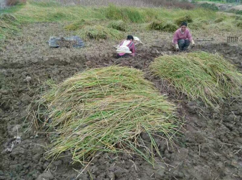 荸荠荔浦马蹄60斤起批产地直供一手货源