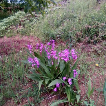 供应野生三叉白芨苗子果夹球块