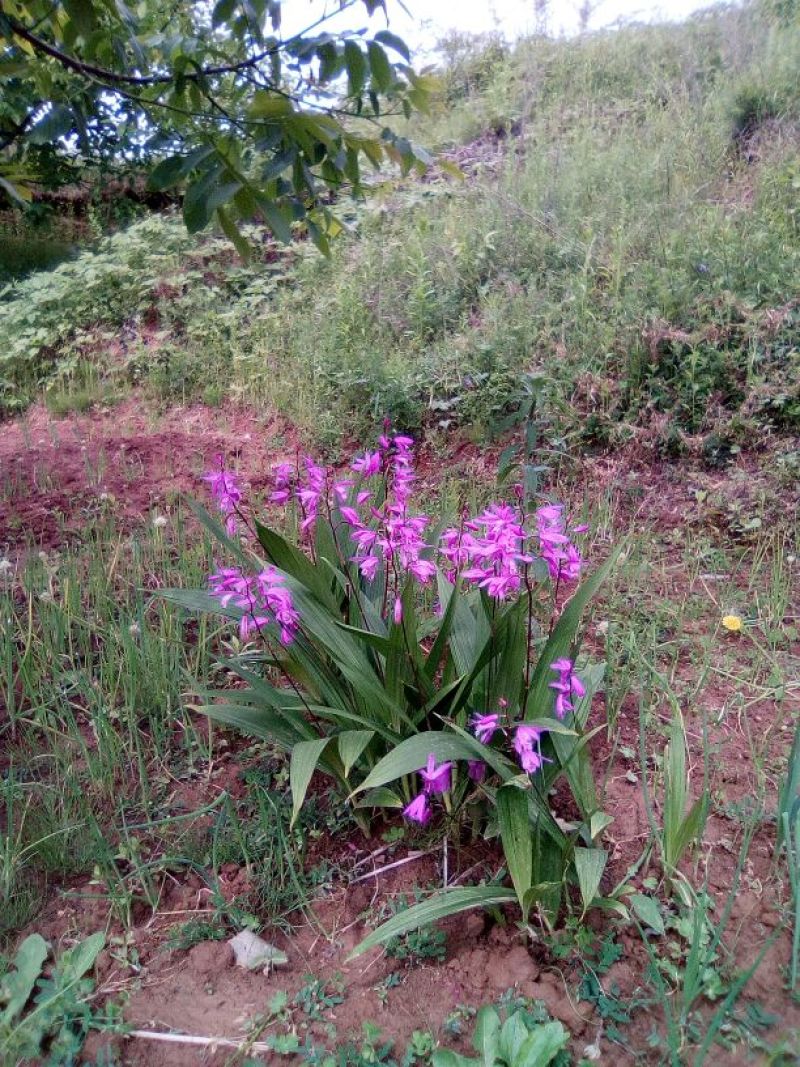 供应野生三叉白芨苗子果夹球块