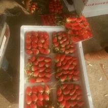 草莓30~40克，什么品种都有