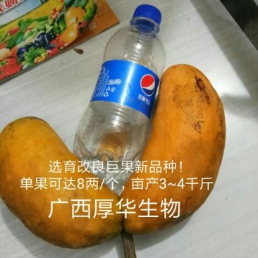 九月黄苗选育改良巨果新品种产量高耐储存耐运输