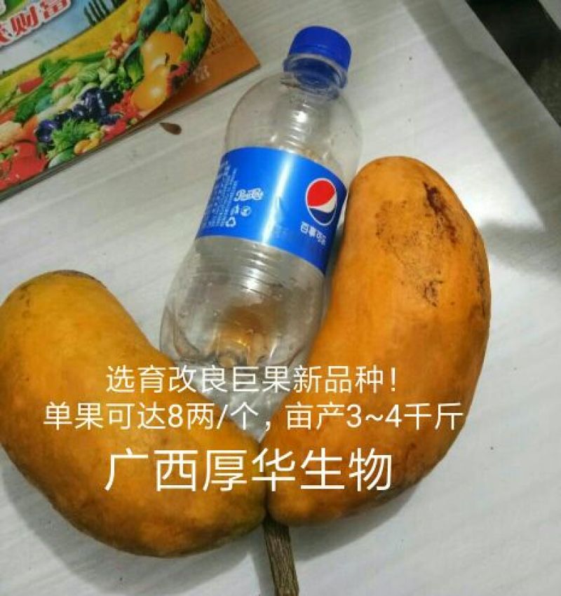 九月黄苗选育改良巨果新品种产量高耐储存耐运输