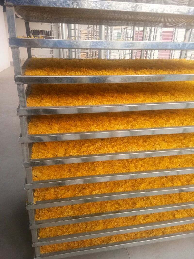 金丝皇菊茶一级