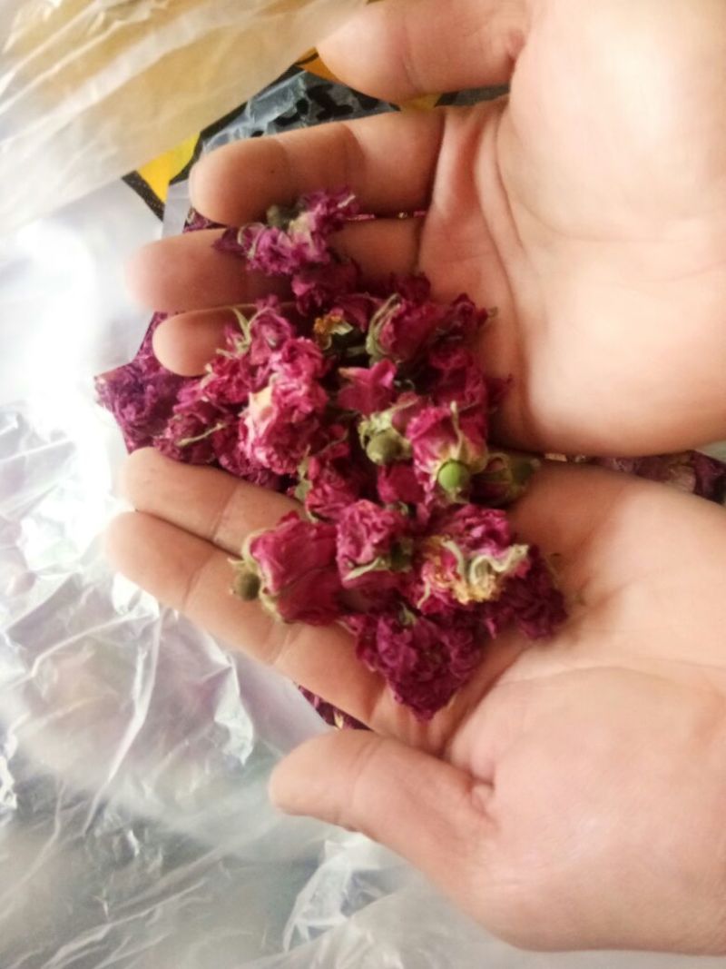 金丝皇菊茶一级