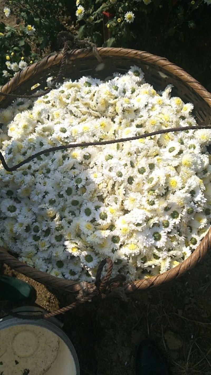 菊花茶