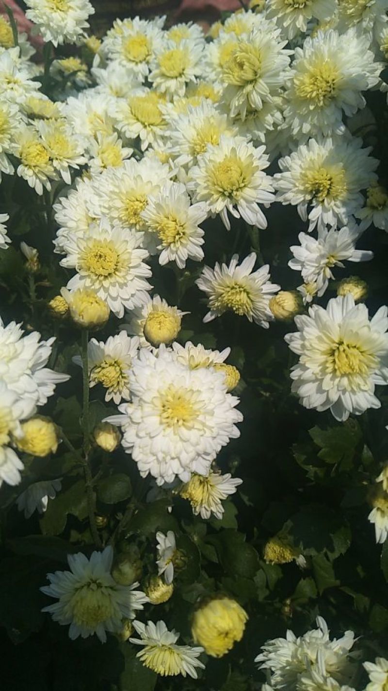 菊花茶