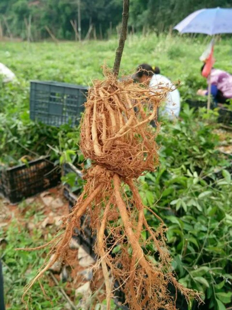 牛大力种苗15~30cm