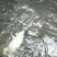 鳙鱼活鱼
