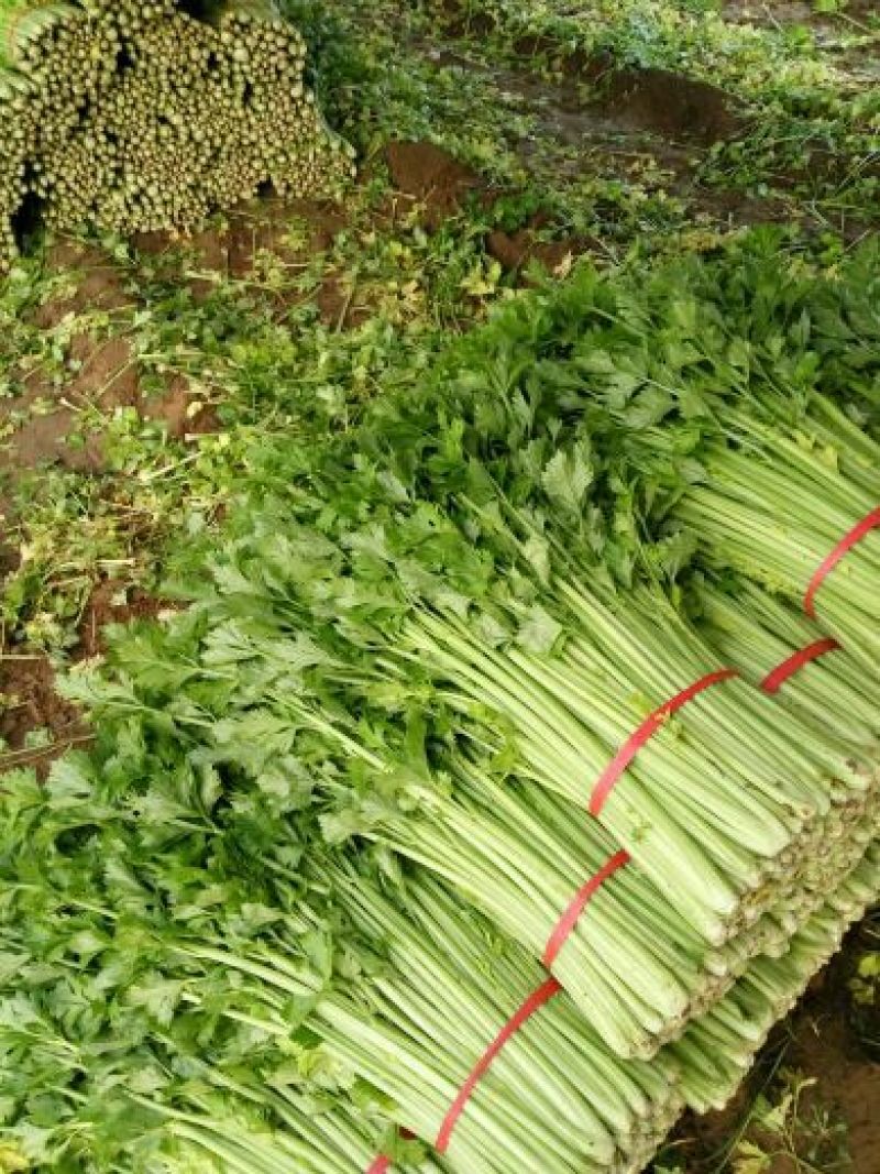 西芹，大棚鲜菜现货，叶青茎亮，中小棵净菜上车，保证质量