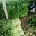 西芹，大棚鲜菜现货，叶青茎亮，中小棵净菜上车，保证质量