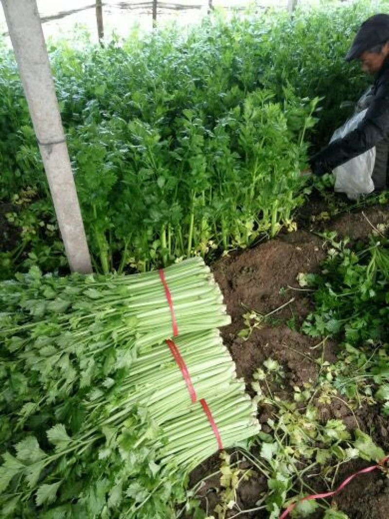 西芹，大棚鲜菜现货，叶青茎亮，中小棵净菜上车，保证质量