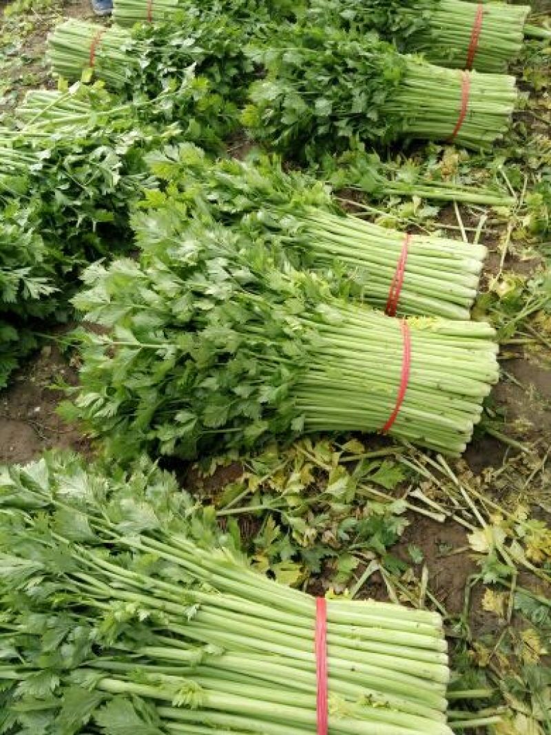 西芹，大棚鲜菜现货，叶青茎亮，中小棵净菜上车，保证质量