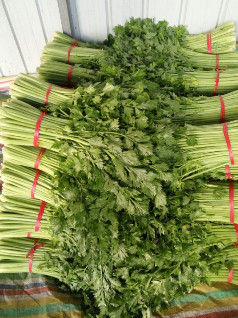 西芹，大棚鲜菜现货，叶青茎亮，中小棵净菜上车，保证质量