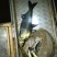 鳙鱼活鱼