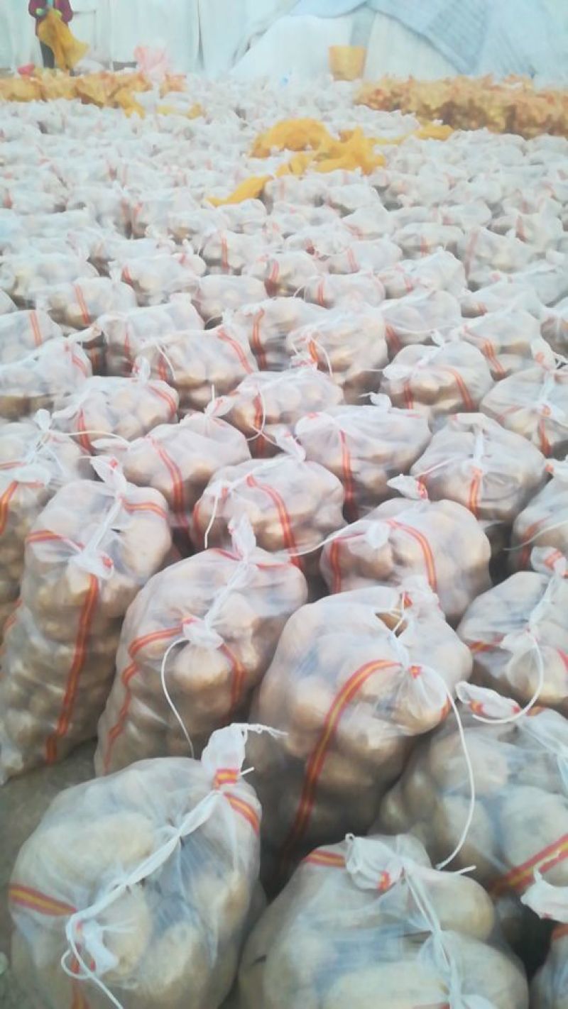 实验一土豆3两精品全国发货无虫眼个大看相好