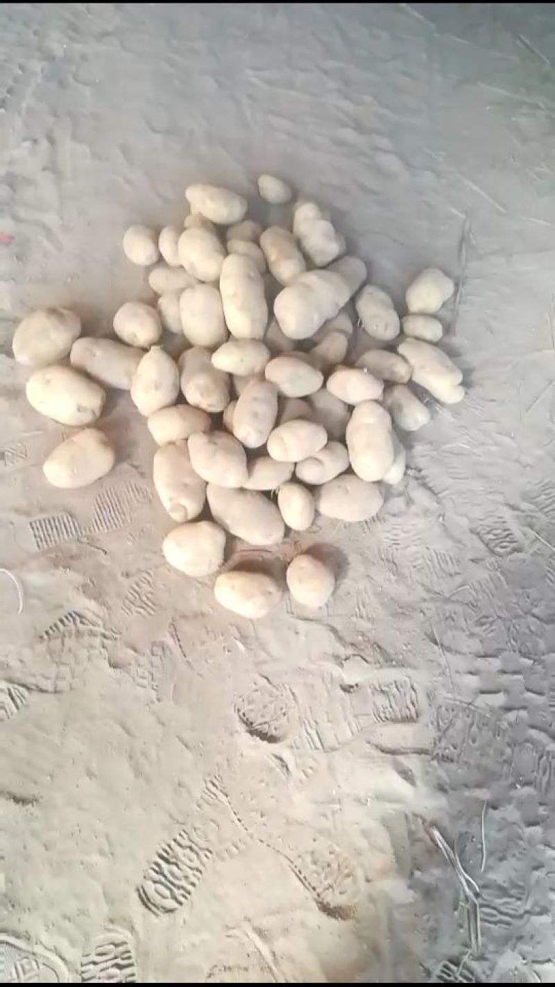 实验一土豆3两精品全国发货无虫眼个大看相好