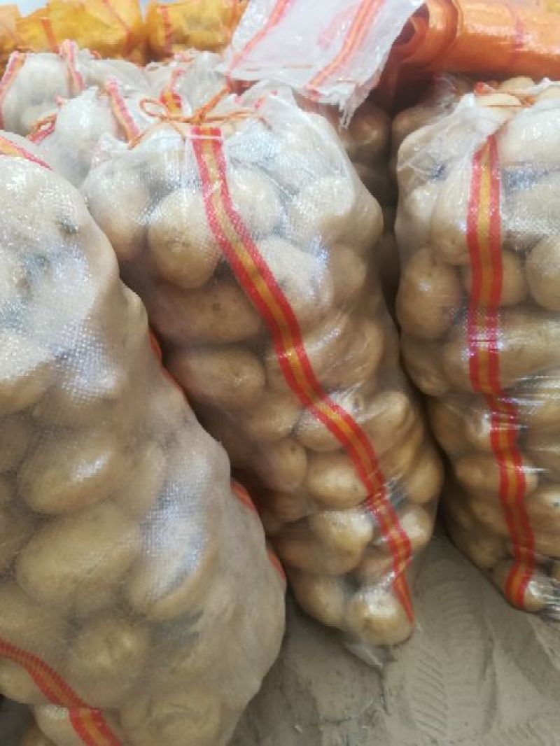 实验一土豆3两精品全国发货无虫眼个大看相好