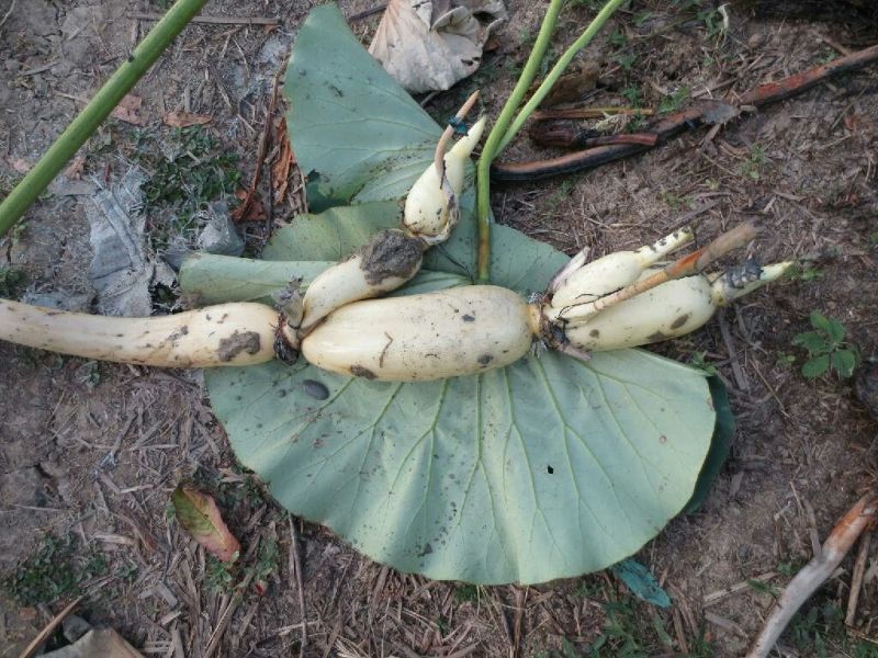 莲藕种苗食用莲藕种苗水田高产蔬菜莲藕种根深浅水粉脆莲藕