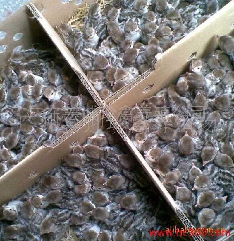 鹧鸪成年白条鹧鸪白条现杀现卖