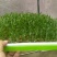松柳芽苗菜散装