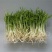 松柳芽苗菜散装