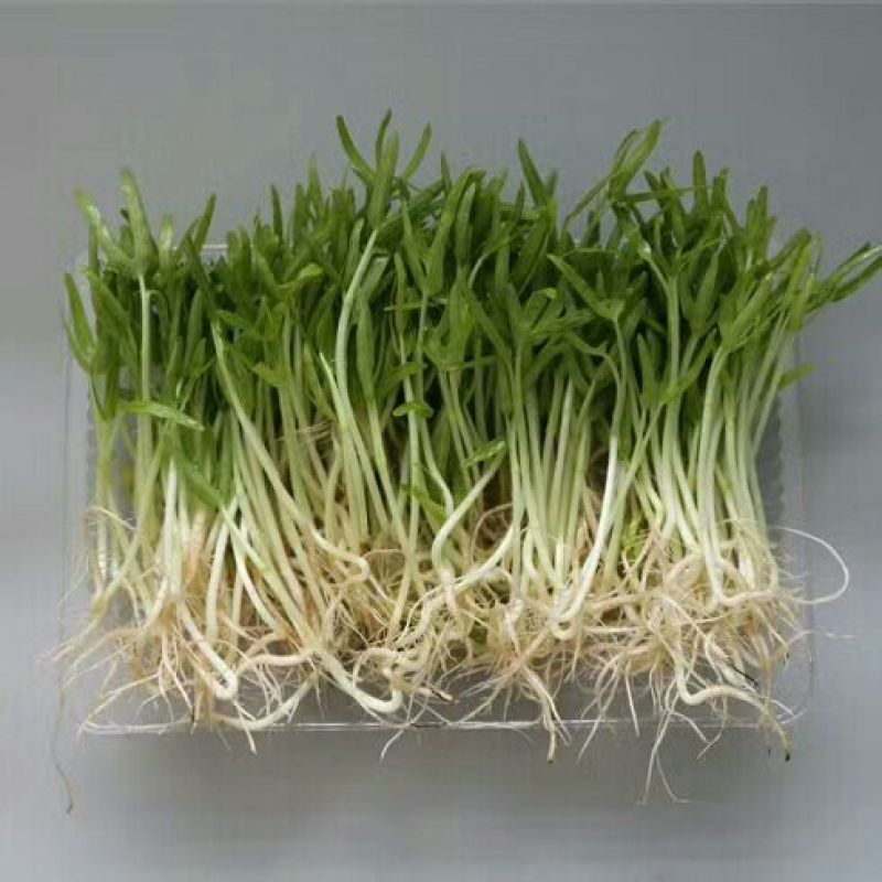 松柳芽苗菜散装