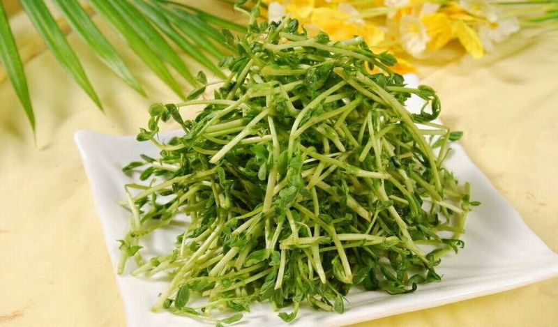 松柳芽苗菜散装