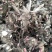 芍药苗10cm以下
