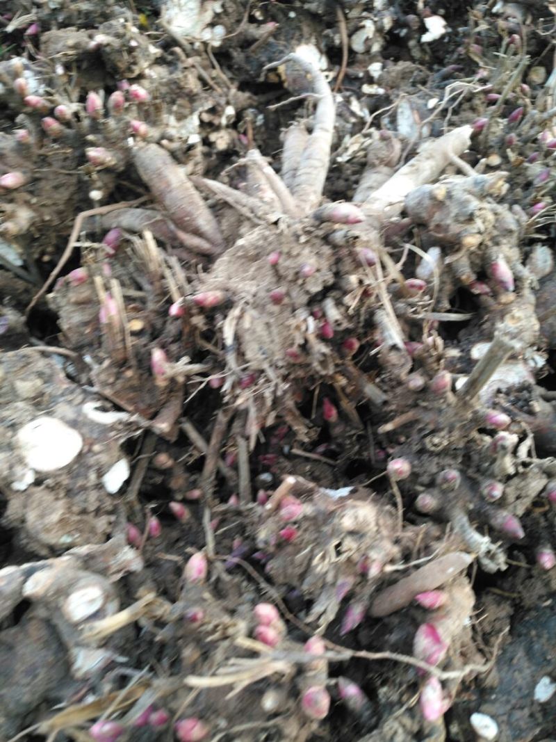芍药苗10cm以下