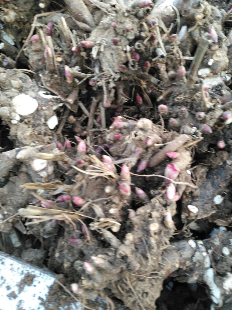 芍药苗10cm以下