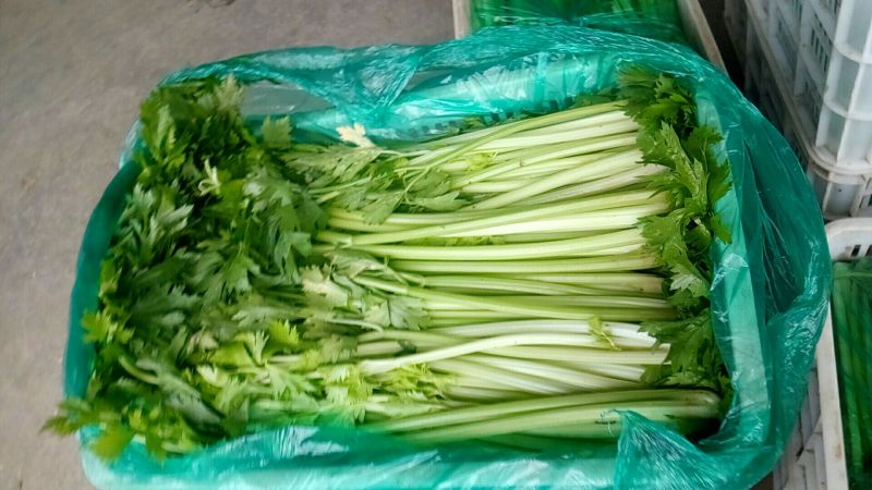 水芹60cm以上