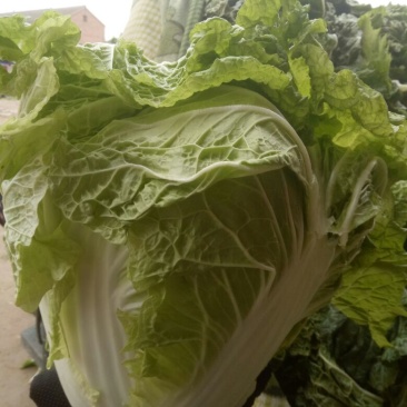 大白菜4~6斤净菜，个头均匀，颜色绿，