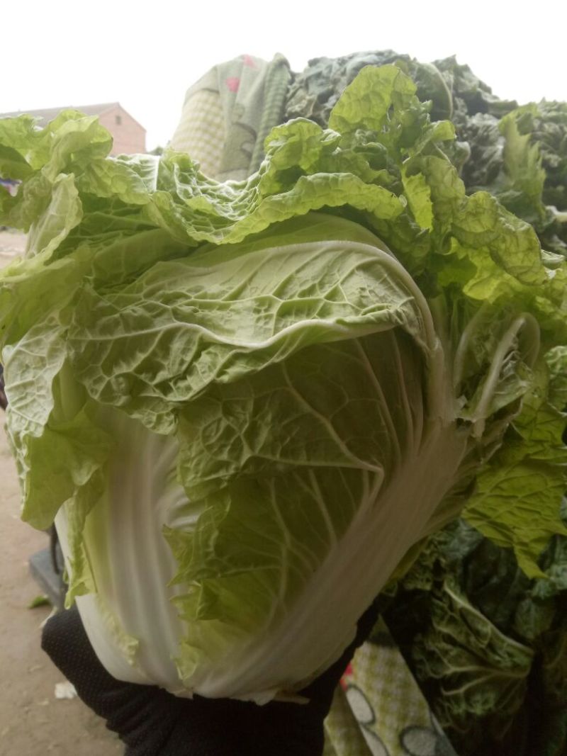 大白菜4~6斤净菜，个头均匀，颜色绿，