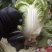 大白菜4~6斤净菜，个头均匀，颜色绿，