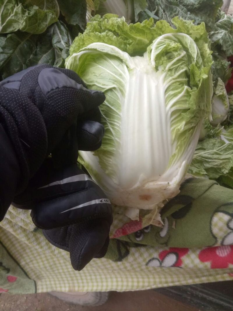 大白菜4~6斤净菜，个头均匀，颜色绿，