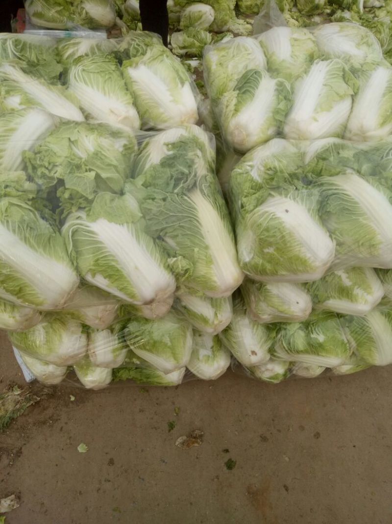 大白菜4~6斤净菜，个头均匀，颜色绿，