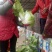 大白菜4~6斤净菜，个头均匀，颜色绿，
